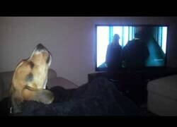 Enlace a Así reacciona este perro a la intro de la serie 'Bones'