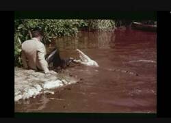 Enlace a La peligrosa escena de la película 'Vive y deja morir' de James Bond que utilizó cocodrilos reales