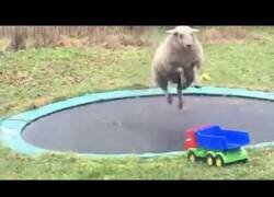 Enlace a Oveja se lo pasa en grande tras descubrir una cama elástica