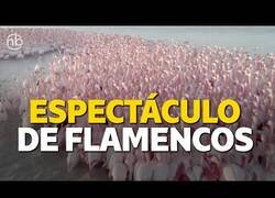 Enlace a Cientos de flamencos se reúnen en un lago de Kazajistán