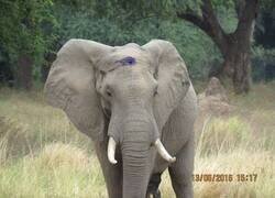 Enlace a Elefante sobrevive a disparo de cazador
