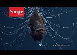 Enlace a El pez que se reproduce uniendo los cuerpos del macho y de la hembra para siempre