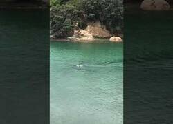 Enlace a Dos orcas pasan cerca de dos niños