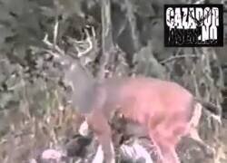 Enlace a Cazador recibe su merecido