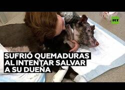 Enlace a Una perrita sufre quemaduras al intentar salvar a su dueña en un incendio