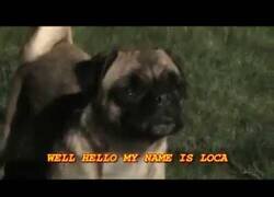 Enlace a La canción del perro que no sabía no correr