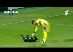 Enlace a Un perro interrumpe un partido de fútbol