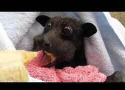 Enlace a Tan solo un murciélago engullendo un plátano