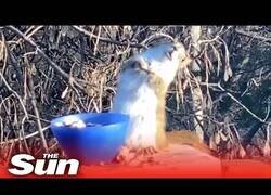 Enlace a Una ardilla se emborracha al comer pera fermentada