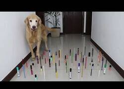 Enlace a Gatos vs perros, el duelo de obstáculos definitivo