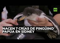 Enlace a Nacen polluelos de pingüino papúa en un acuario de Sidney