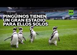 Enlace a Pingüinos visitan un estadio de fútbol en Estados Unidos