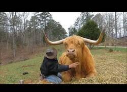 Enlace a Tan solo un granjero cepillando a su vaca