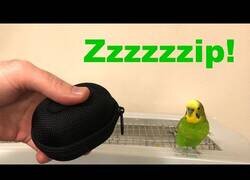 Enlace a Un loro imita a la perfección el sonido de una cremallera