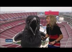 Enlace a Meteoróloga interactúa con un pájaro gigante en directo