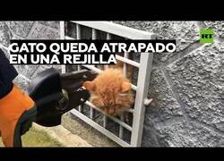Enlace a Rescatan a un gato al que se le había quedado la cabeza atrapada en una rejilla