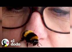 Enlace a Una mujer y una abeja se hacen mejores amigas