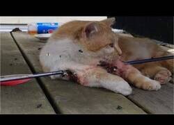Enlace a Rescatan a un gato atravesado por una flecha