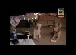 Enlace a El bulldog más rockero que verás hoy