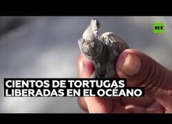 Enlace a Liberan cientos de crías de tortuga al océano