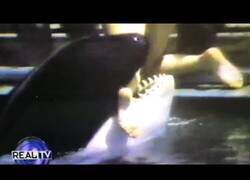 Enlace a Los ataques que puedes sufrir por parte de una orca si intentas montar sobre ella