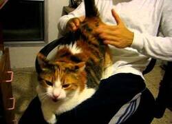 Enlace a A este gato le gusta ser azotado