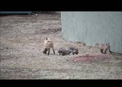 Enlace a Así alimenta esta mamá zorro a sus pequeñas crías