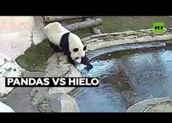 Enlace a Un oso panda es asustado por el hielo