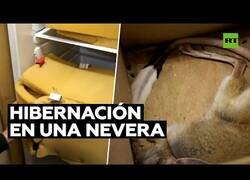 Enlace a Guardan jerbos en una nevera para facilitar su hivernación