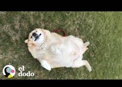 Enlace a Este perro se puso a dieta y bajó casi la mitad de su peso