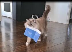 Enlace a Así reaccionan los gatos al recibir una postal musical navideña