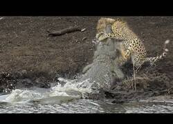 Enlace a Un guepardo es sorprendido por un cocodrilo