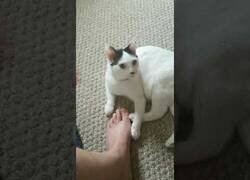Enlace a Cuando tienes gato y lo pies te huelen muy mal
