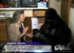 Enlace a Científicos hacen entender a un gorila que algún día morirá