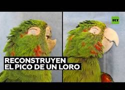 Enlace a Reconstruyendo el pico de un loro