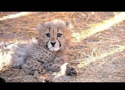 Enlace a Así se crían cachorros de leopardo