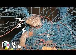Enlace a Rescatan a un lagarto gigante que había quedado atrapado en una red