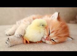 Enlace a Un pollito duerme al lado de un gatito