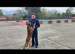 Enlace a Momento en el que un perro rastreador se despide de su adiestrador durante 7 años