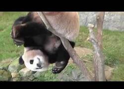 Enlace a Osos panda, los animales que parecen querer extinguirse