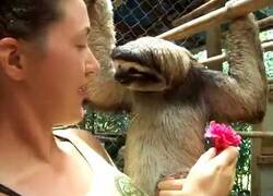 Enlace a Oso perezoso no quiere flores, solo quiere un abrazo