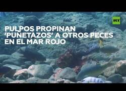 Enlace a Pulpos del Mar Rojo 'se lían a puñetazos' con los peces