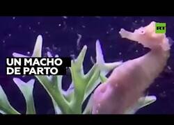 Enlace a Así es el parto de un caballito de mar