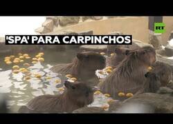 Enlace a Carpinchos se relajan en un 'spa' hecho para ellos