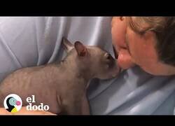Enlace a Así es tener un wombat como mascota