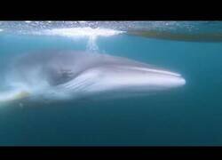 Enlace a Una ballena se entretiene con unos kayaks en la Antártida