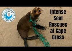 Enlace a Salvando a focas de la basura marina en una costa llena de ellas