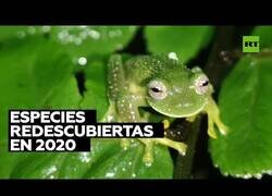 Enlace a Especies de animales que se dieron por extinguidas y fueron redescubiertas