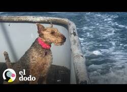 Enlace a A esta perrita le gusta salir a pescar en mar abierto