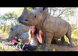 Enlace a Así es vivir rodeada de rinocerontes